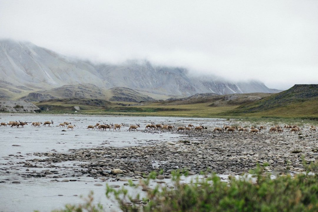 Caribou crossing the Hulahula River in the Arctic Refuge.