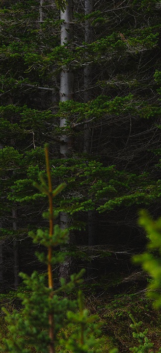A green pine tree with some green shrubbery in the foreground. 