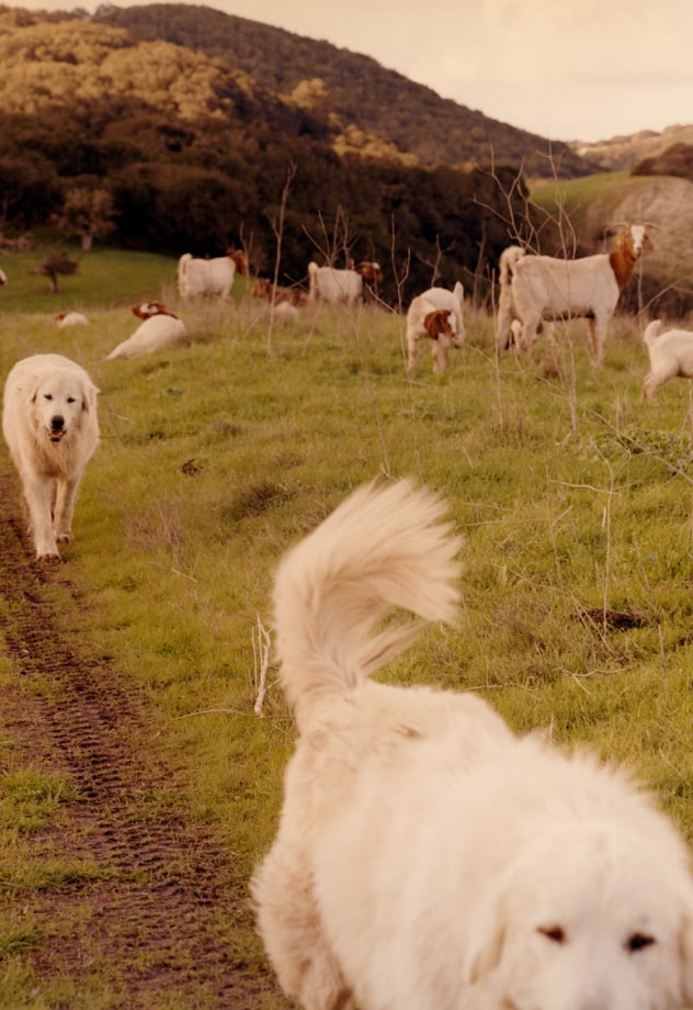 Dogs and goats run on a grassy path.