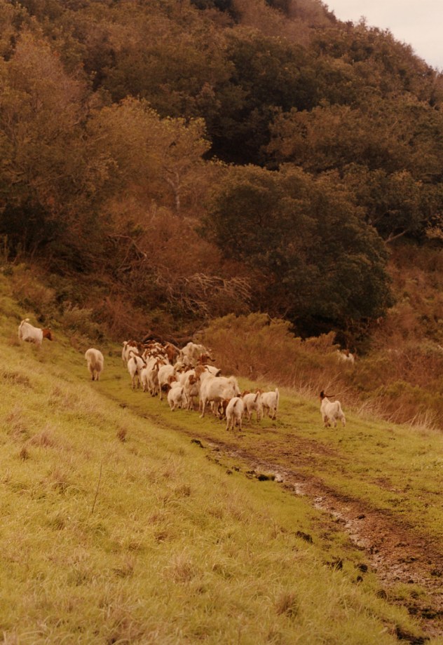Goats run into the forest on a grassy path.