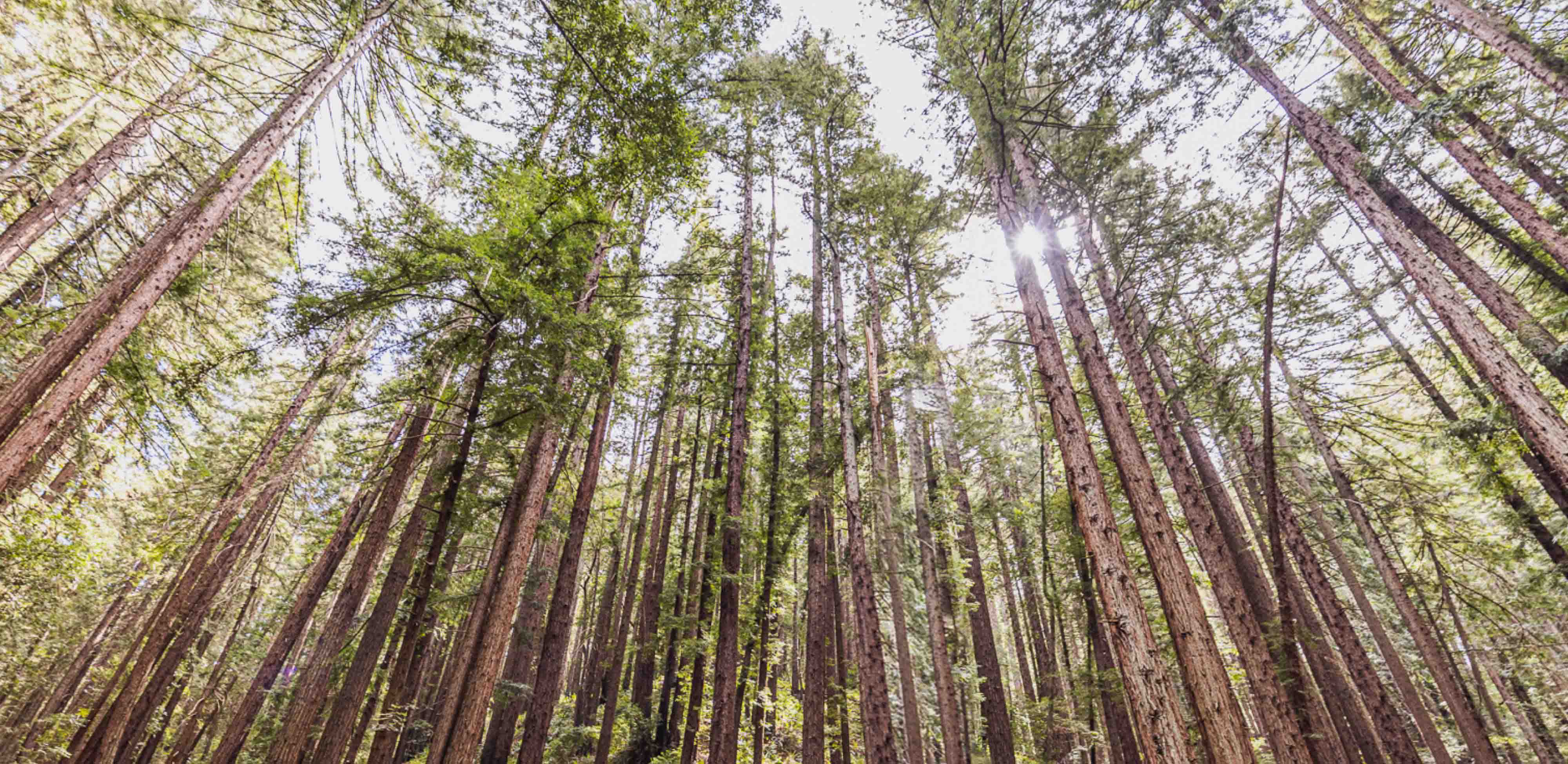 forêt de palétuviers rouges
